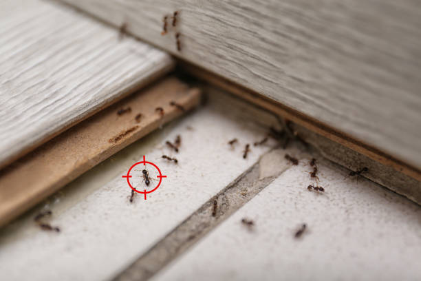 Best Best Pest Control Companies  in Cosmopolis, WA