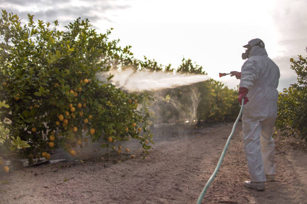 Best Pest Control Near Me in Cosmopolis, WA
