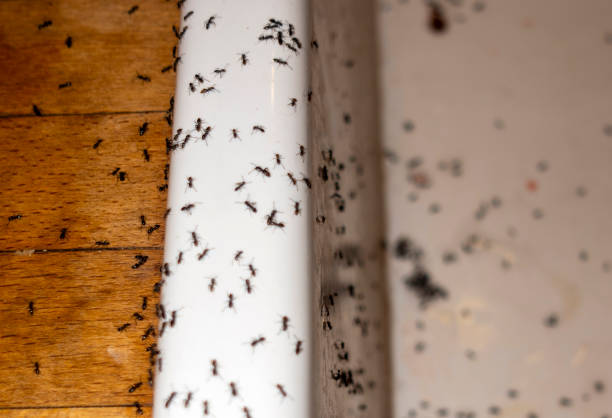 Best Wasp Removal Services  in Cosmopolis, WA