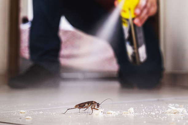 Best Wasp Removal Services  in Cosmopolis, WA
